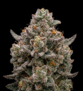 Zookies x Bubba